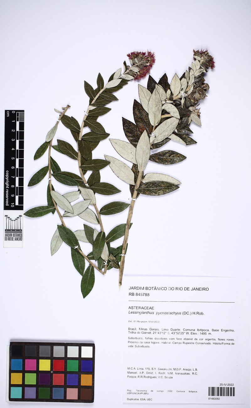 Lessingianthus pycnostachyus