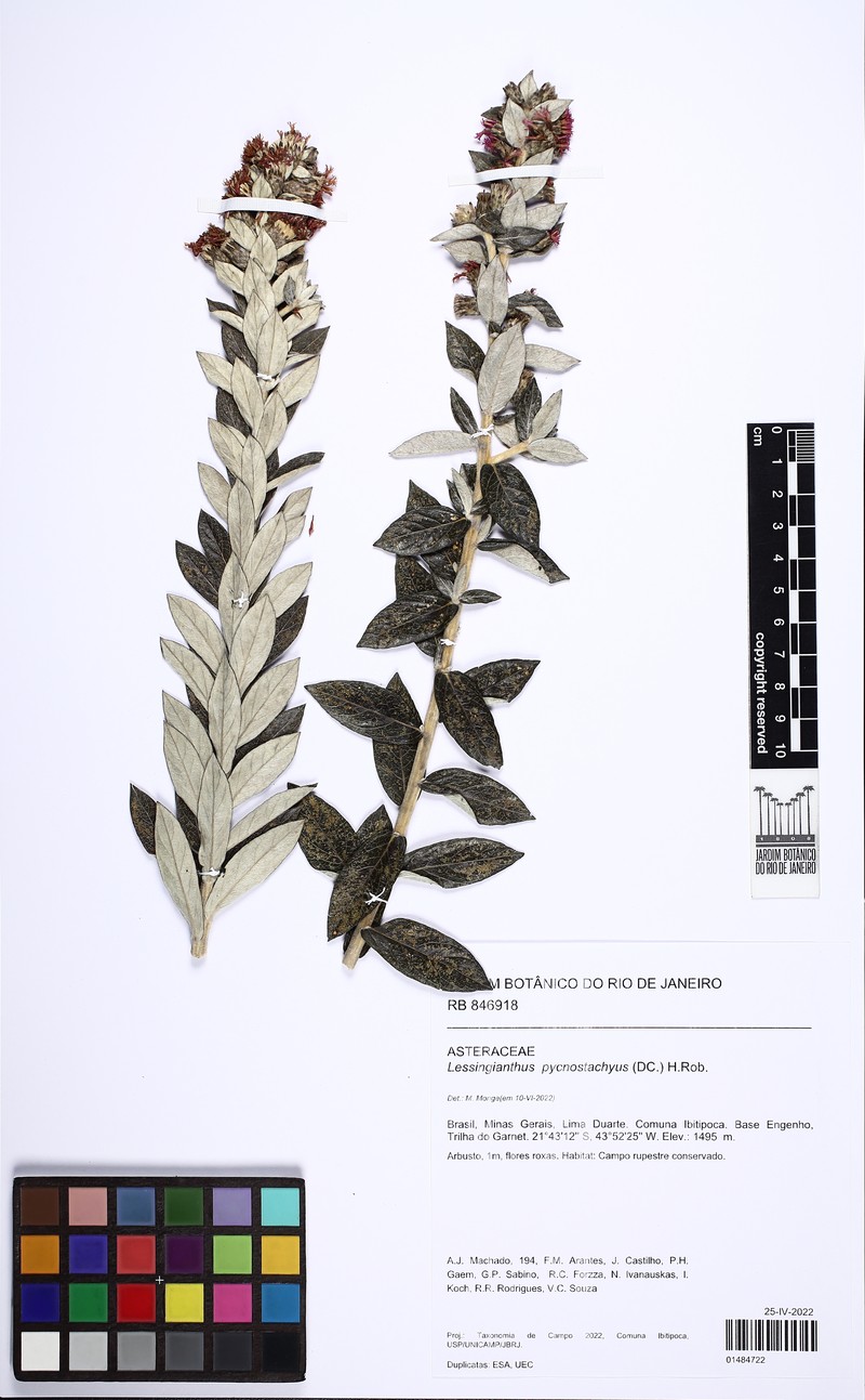 Lessingianthus pycnostachyus photo 2
