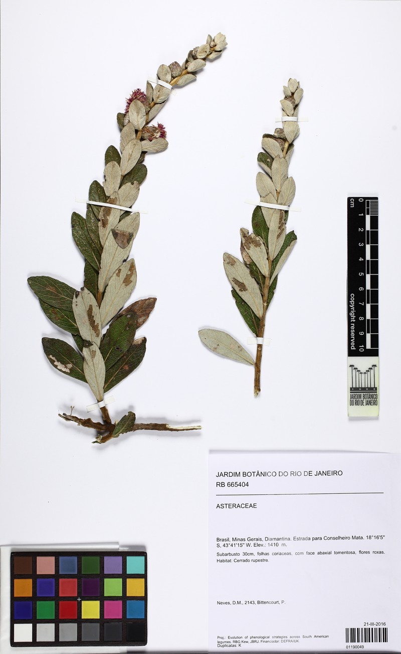 Lessingianthus pycnostachyus photo 3