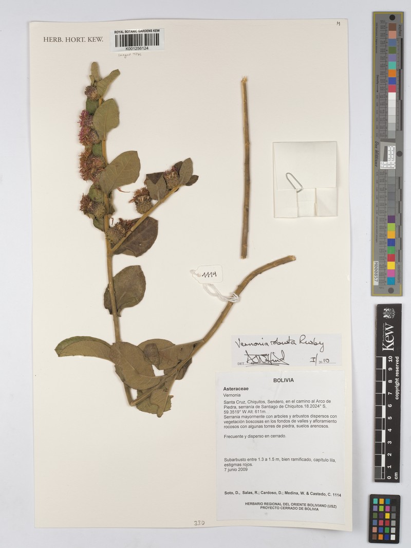 Lessingianthus robustus
