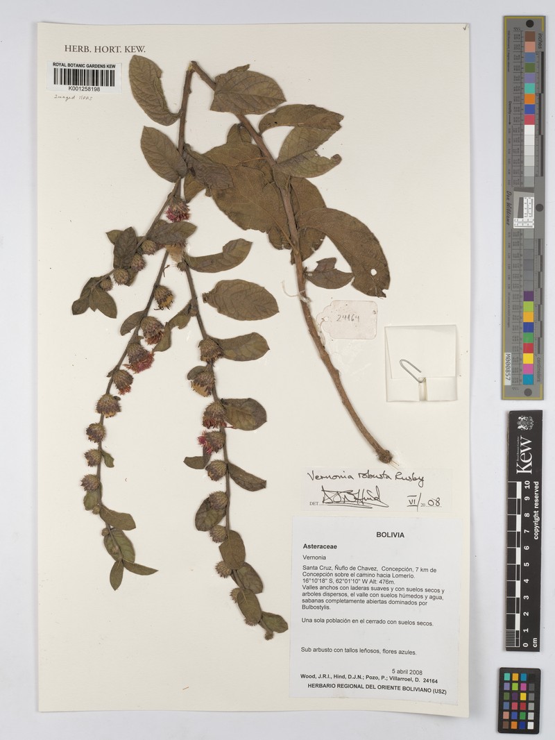 Lessingianthus robustus photo 2