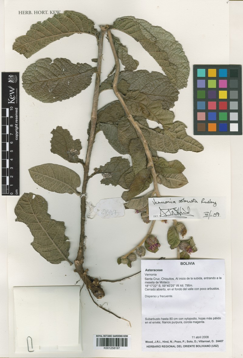 Lessingianthus robustus photo 3