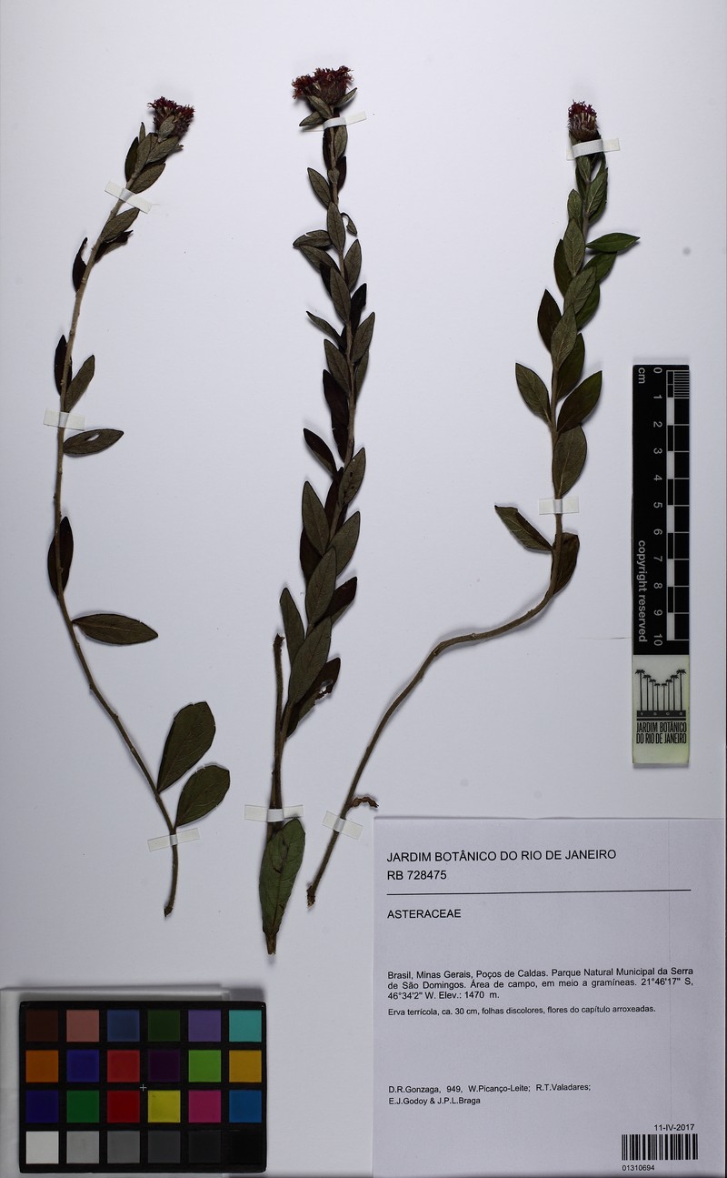 Lessingianthus roseus photo 2