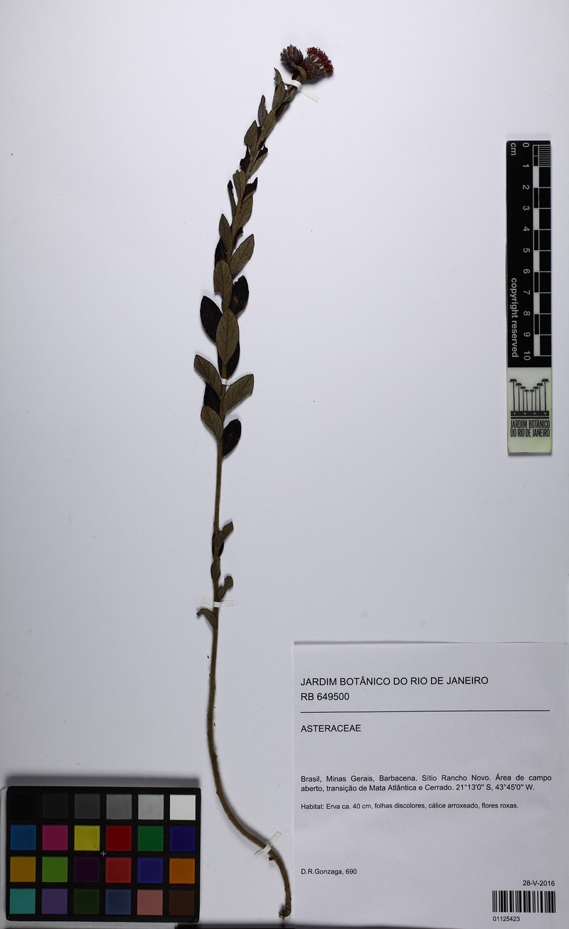 Lessingianthus roseus photo 3