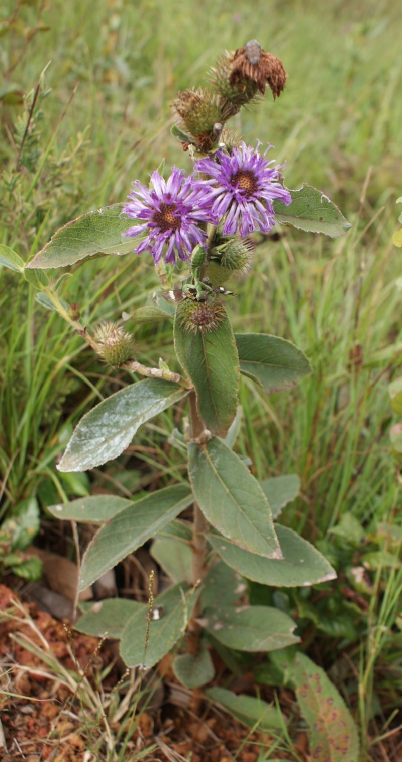 Lessingianthus roseus