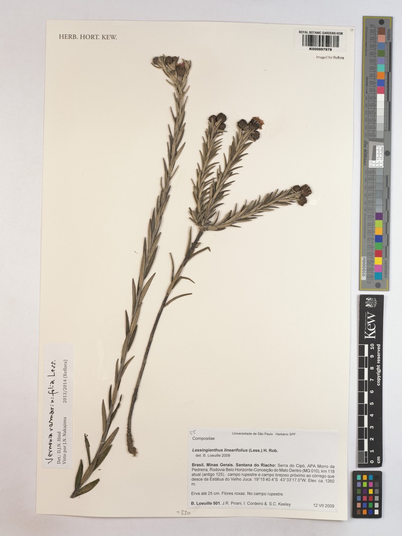 Lessingianthus rosmarinifolius