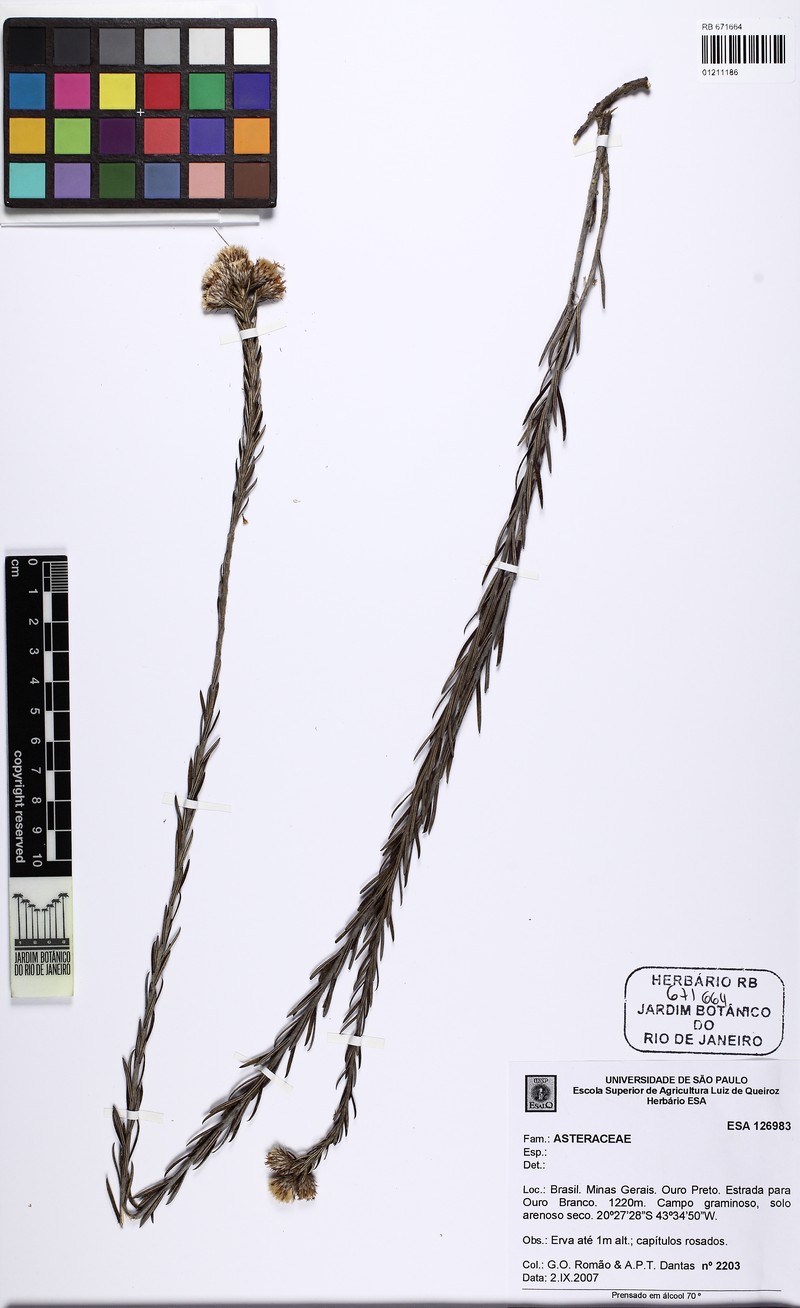 Lessingianthus rosmarinifolius photo 2