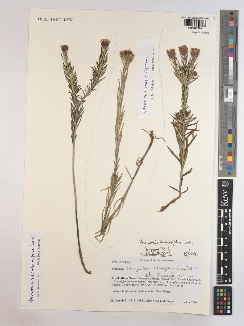 Lessingianthus rosmarinifolius photo 3