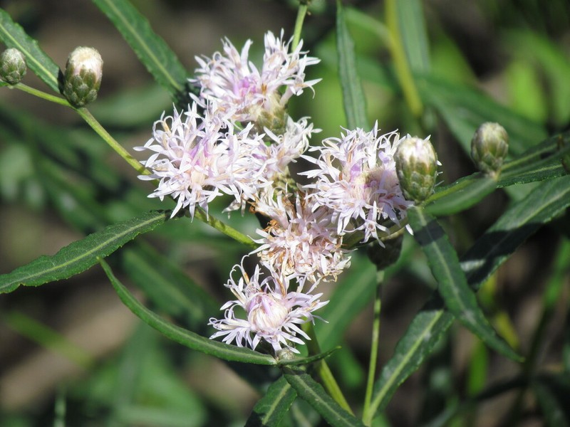 Lessingianthus rubricaulis