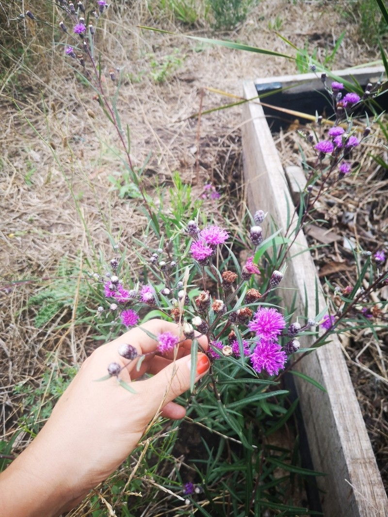 Lessingianthus rubricaulis photo 2