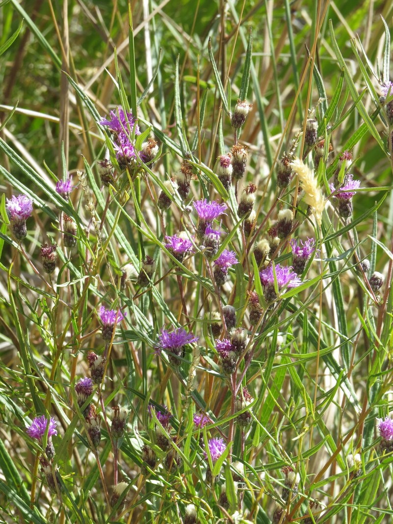 Lessingianthus rubricaulis photo 3