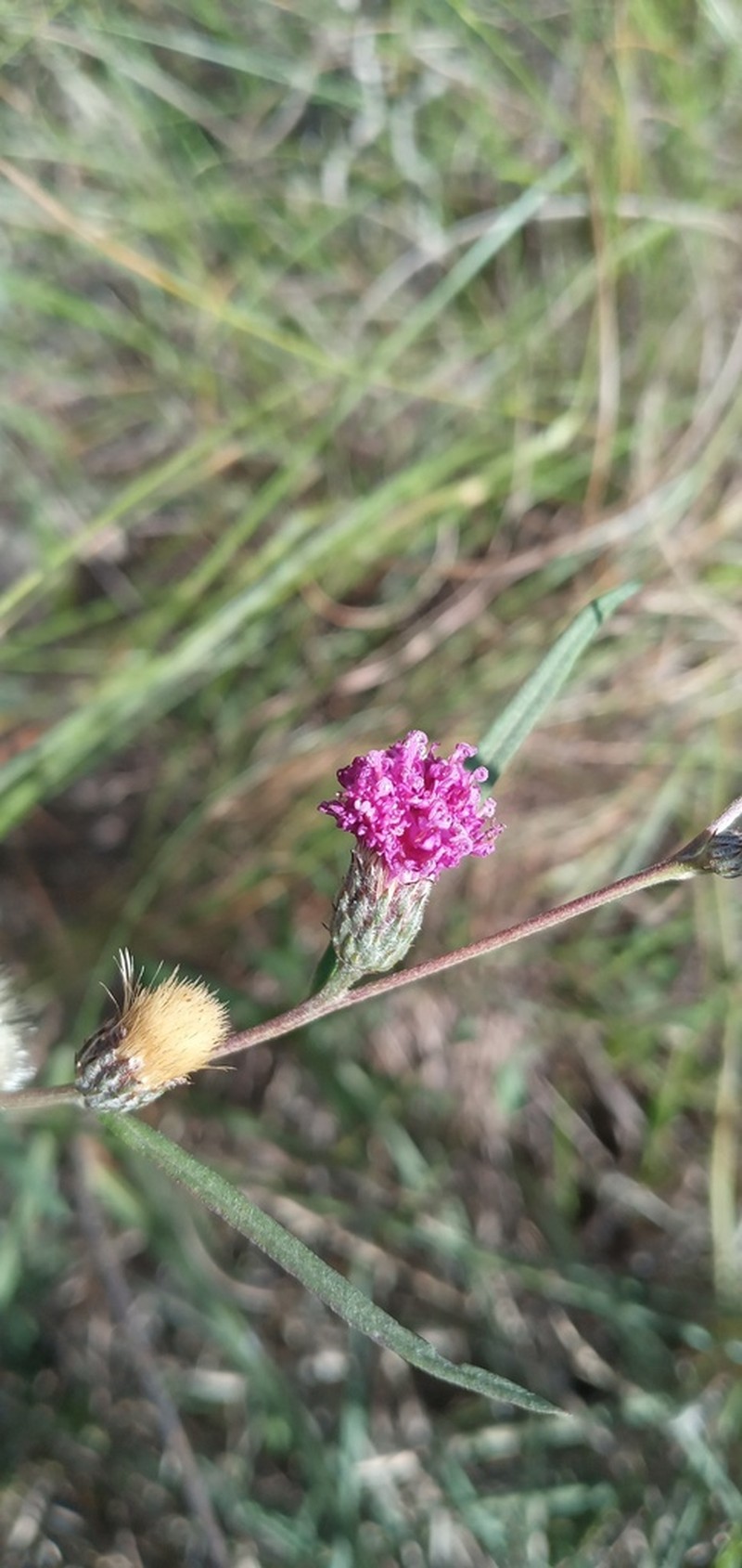 Lessingianthus rubricaulis photo 4