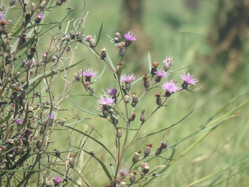 Lessingianthus rubricaulis photo 5