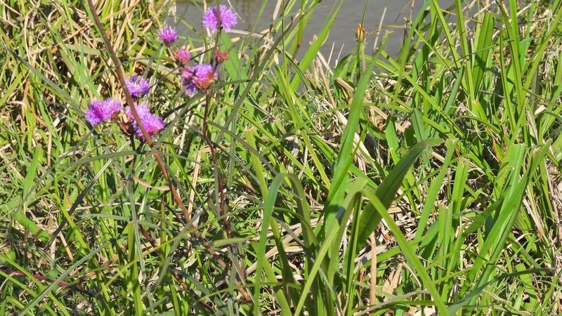 Lessingianthus rubricaulis photo 6