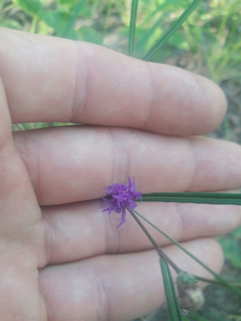 Lessingianthus rubricaulis photo 7