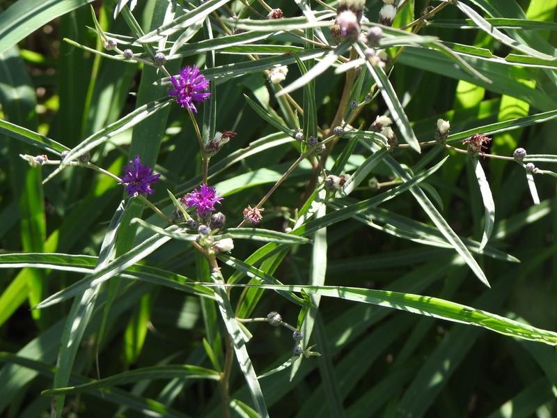 Lessingianthus rubricaulis photo 8