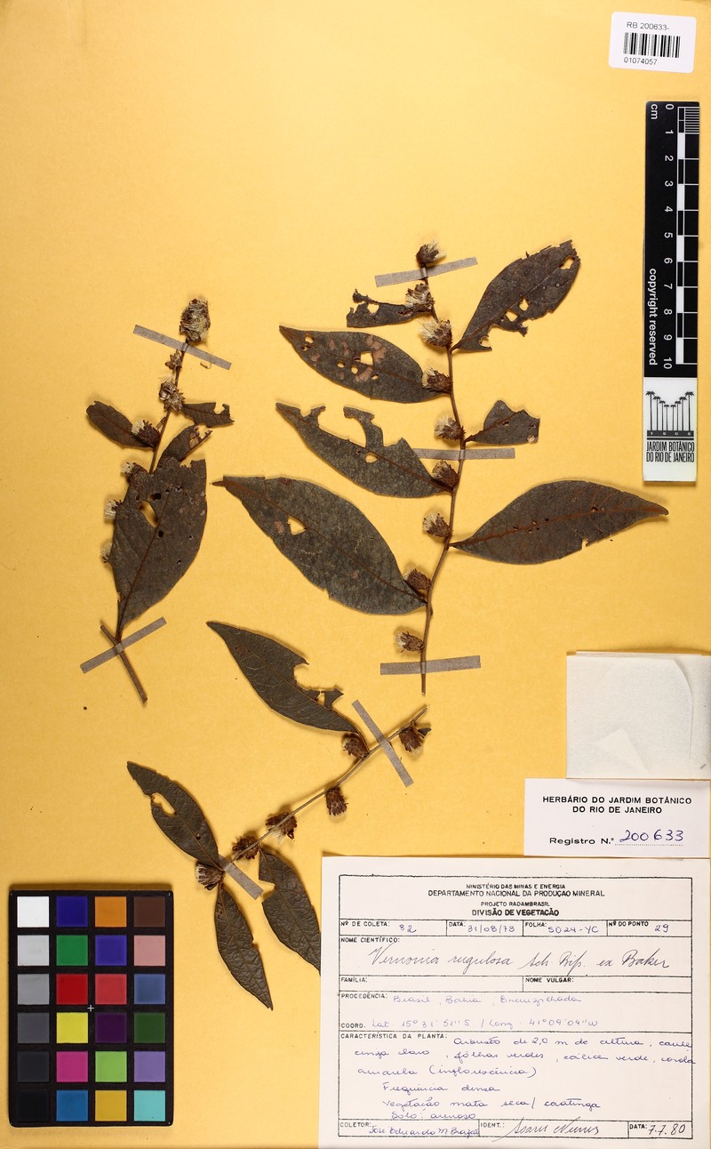 Lessingianthus rugulosus