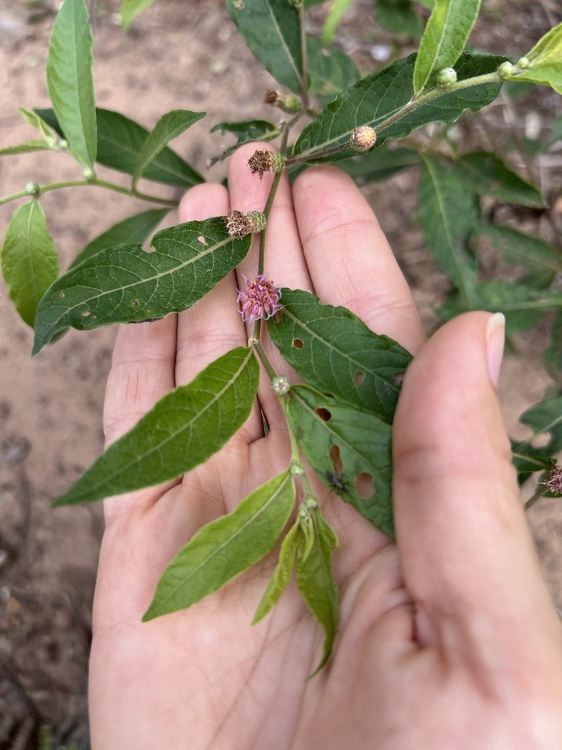 Lessingianthus saltensis