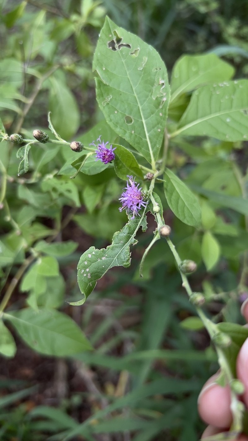 Lessingianthus saltensis photo 2