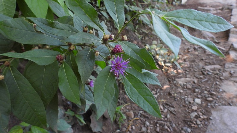 Lessingianthus saltensis photo 3