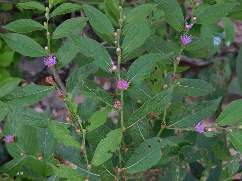 Lessingianthus saltensis photo 4