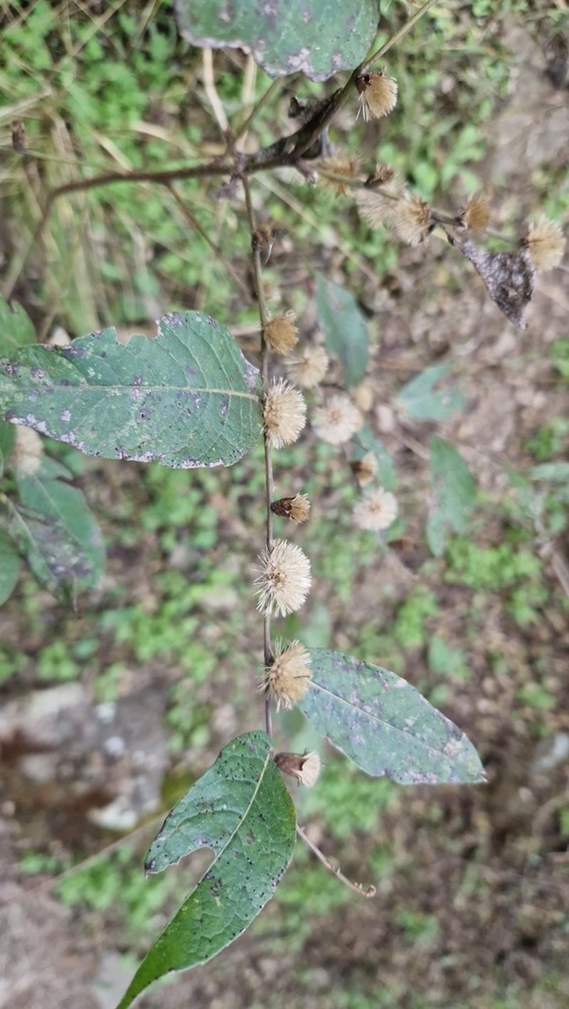 Lessingianthus saltensis photo 6