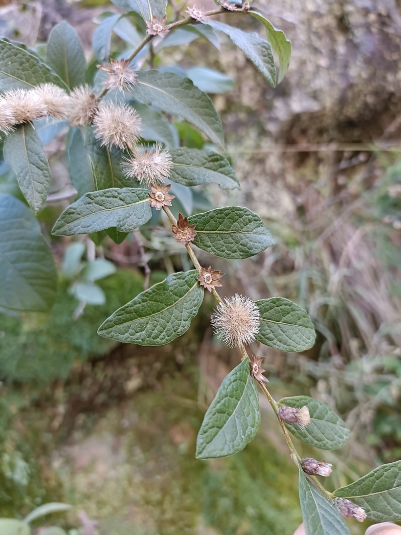 Lessingianthus saltensis photo 8