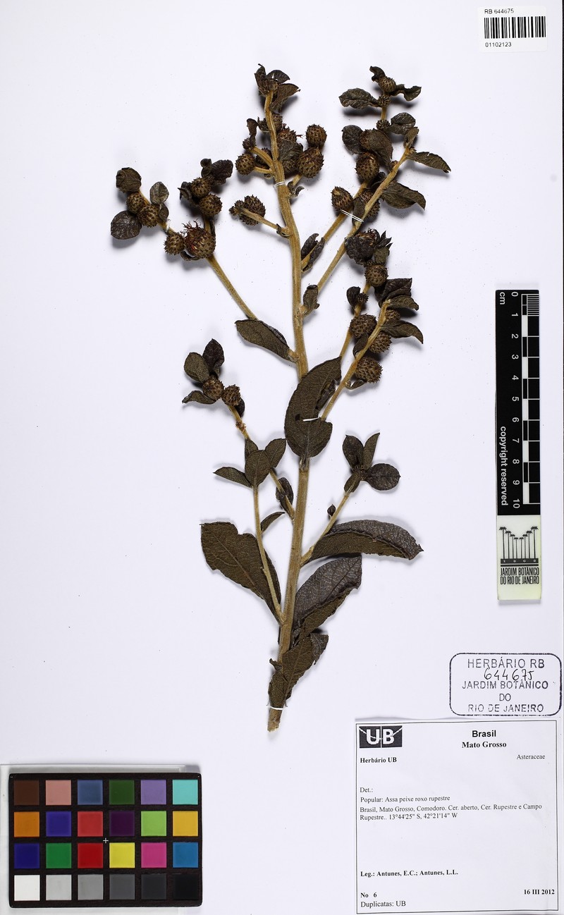 Lessingianthus scabrifoliatus