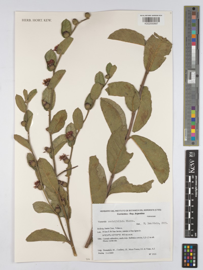 Lessingianthus scabrifoliatus photo 2
