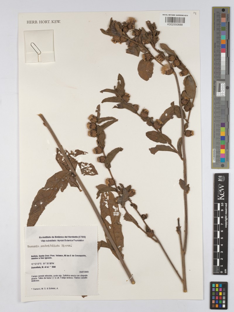 Lessingianthus scabrifoliatus photo 3
