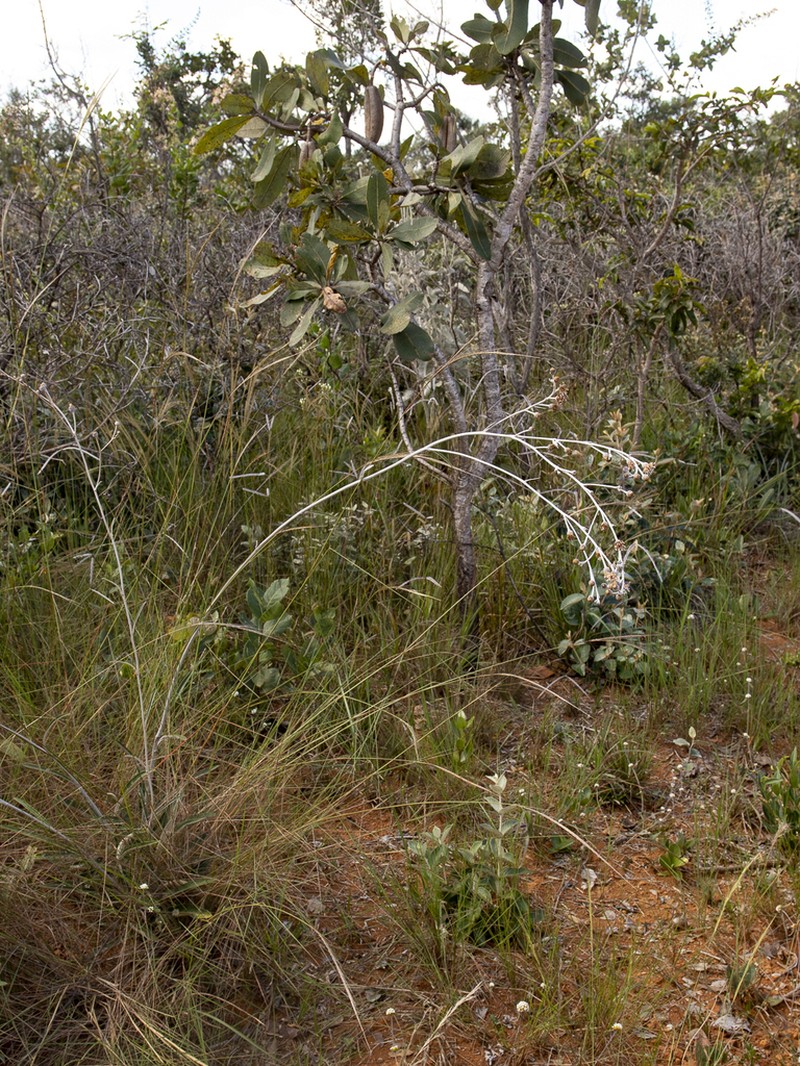 Lessingianthus secundus