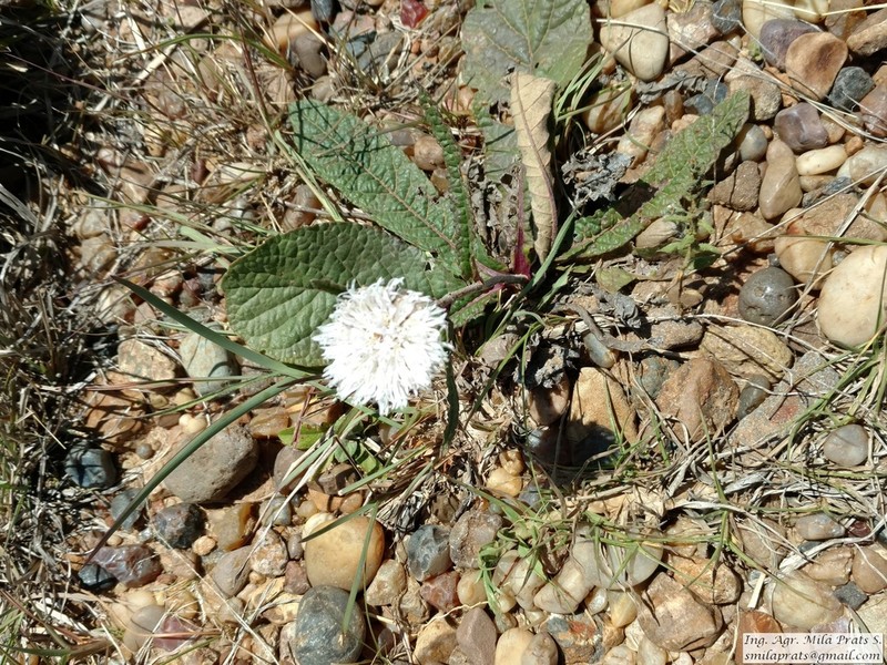 Lessingianthus sellowii
