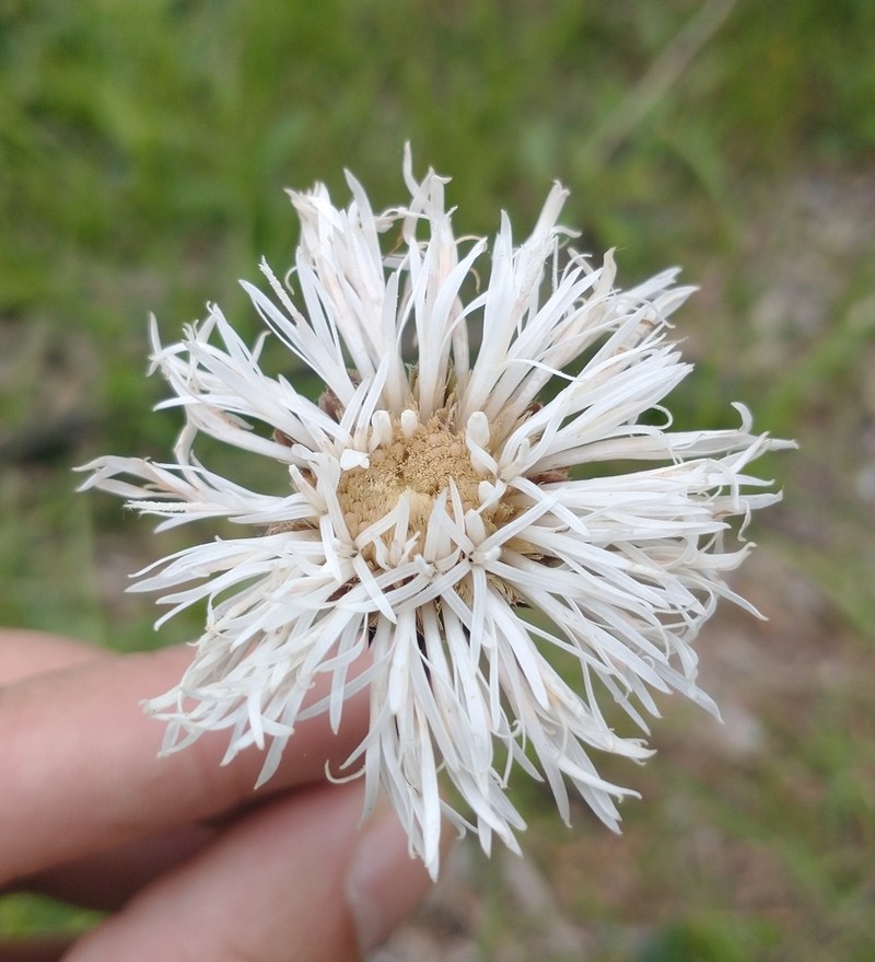 Lessingianthus sellowii photo 2