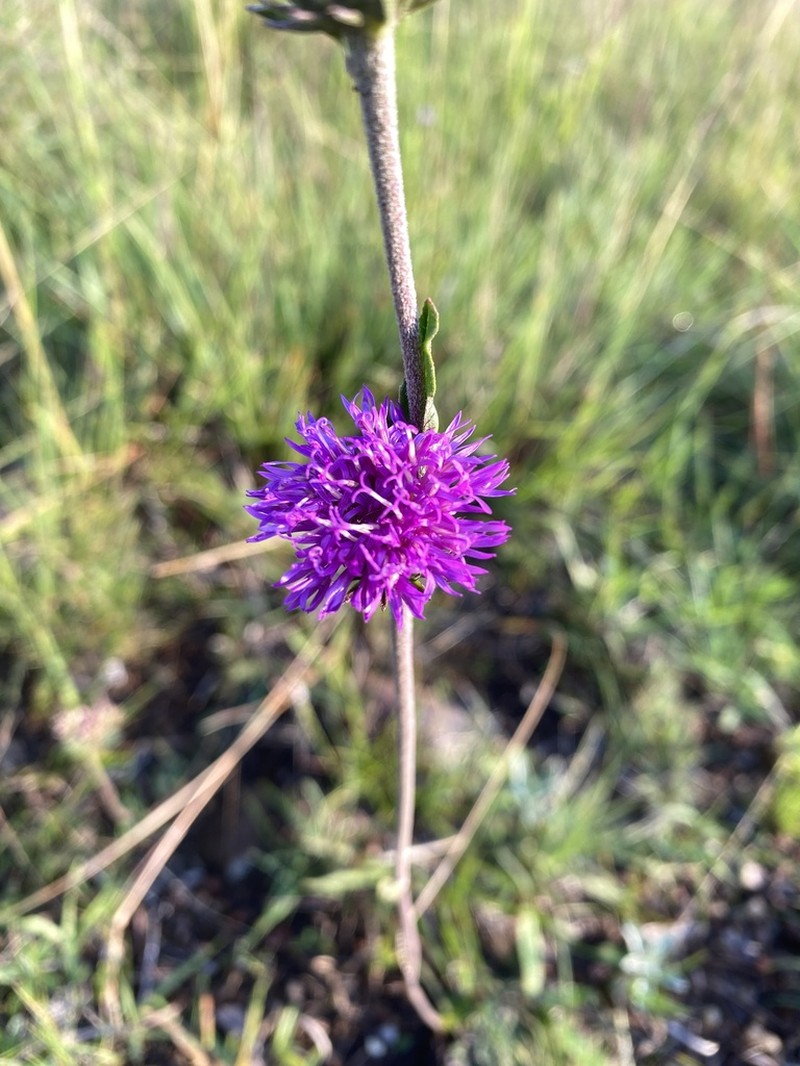 Lessingianthus sellowii photo 3