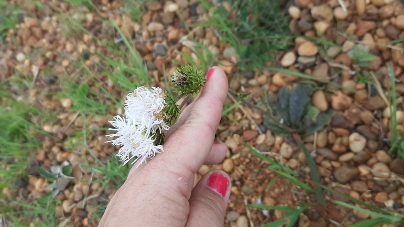 Lessingianthus sellowii photo 4