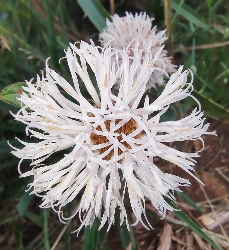 Lessingianthus sellowii photo 6