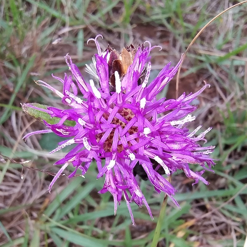 Lessingianthus sellowii photo 7