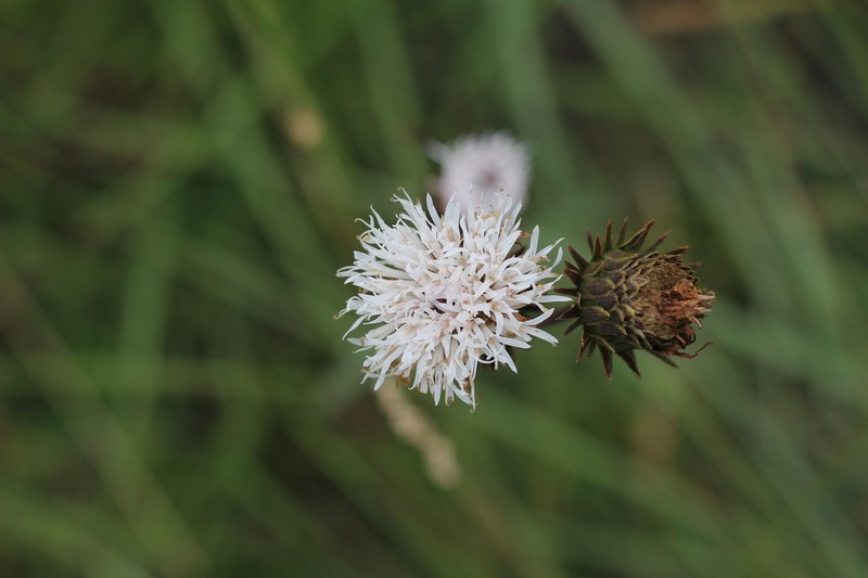 Lessingianthus sellowii photo 8