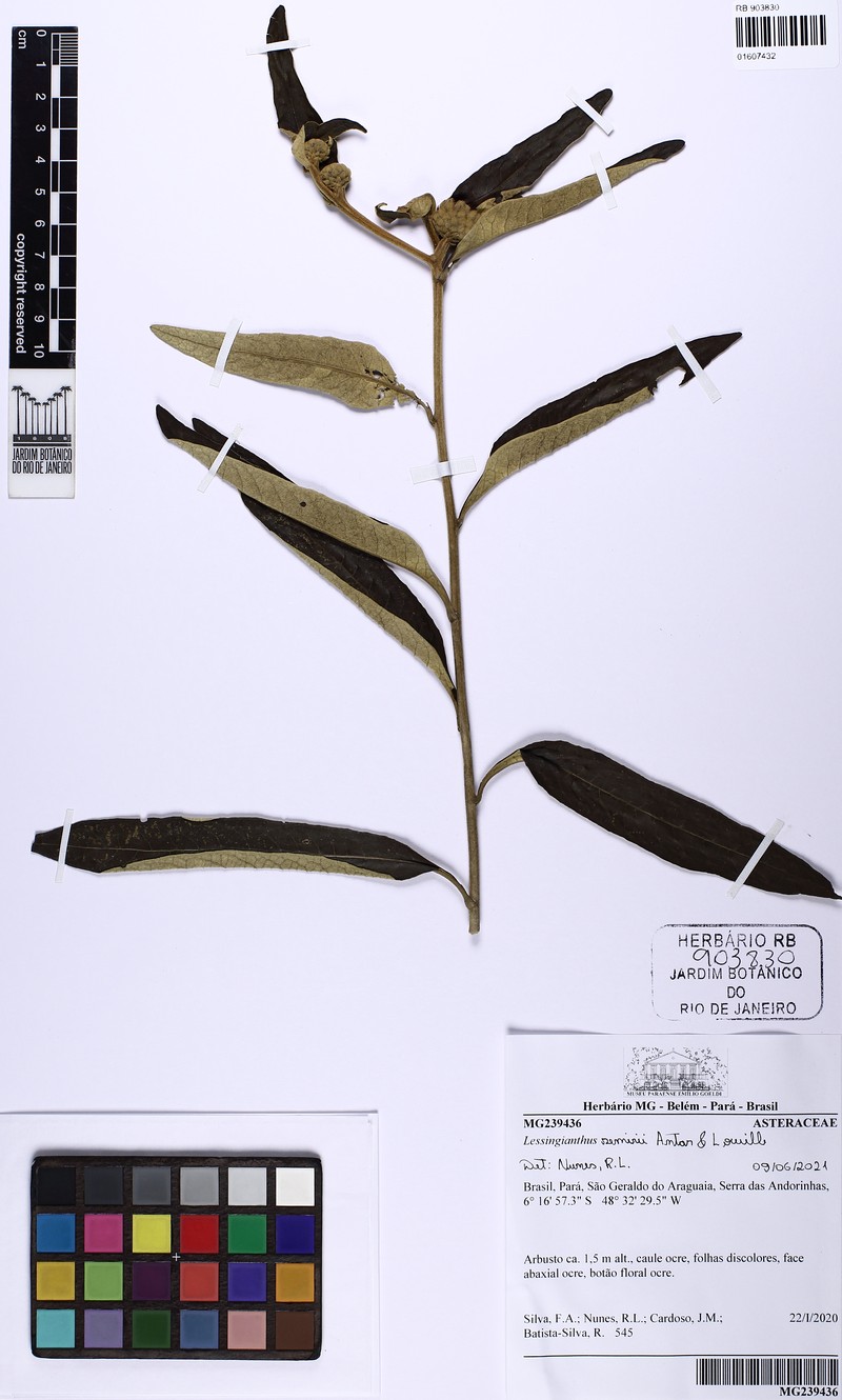 Lessingianthus semirii