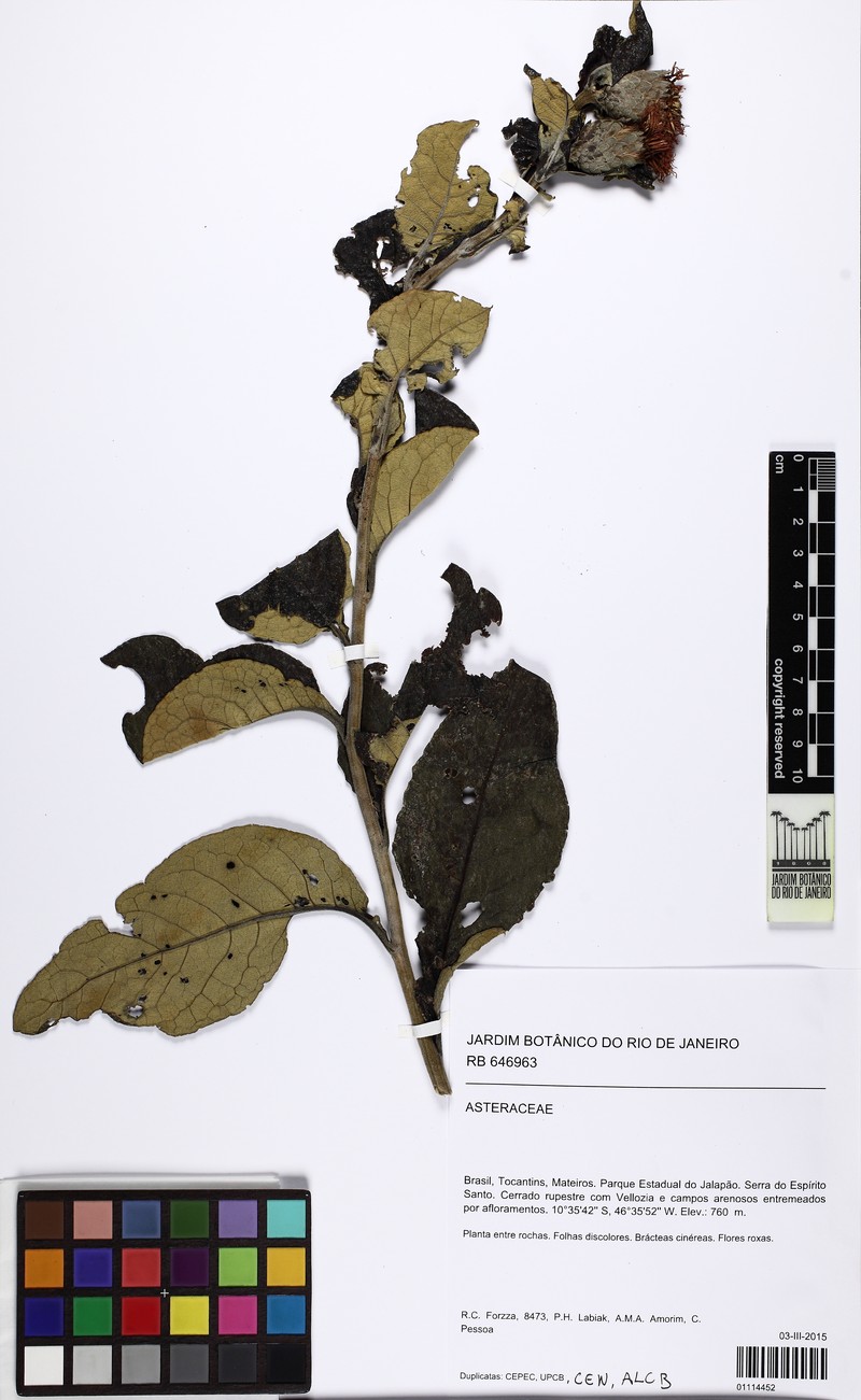 Lessingianthus semirii photo 2