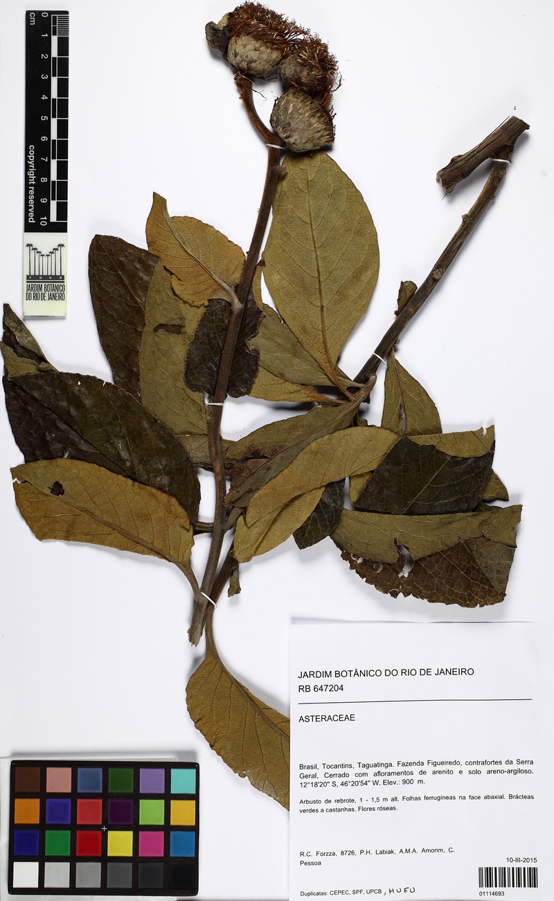 Lessingianthus semirii photo 3
