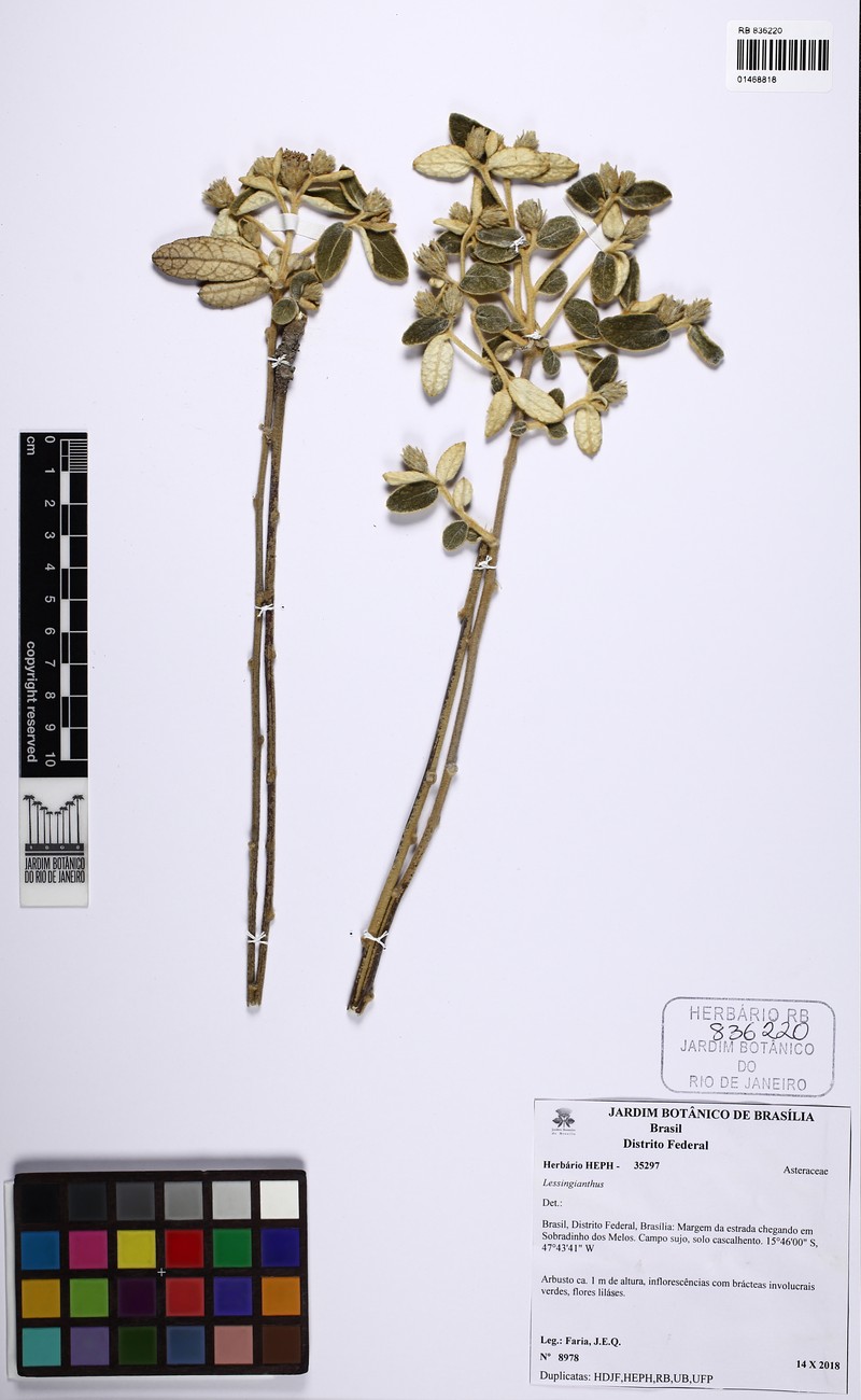 Lessingianthus soderstromii