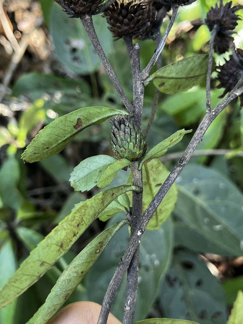 Lessingianthus squamosus