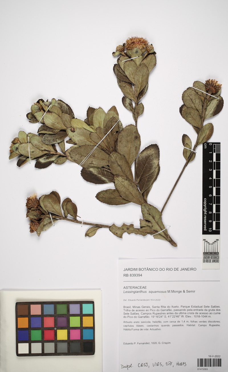 Lessingianthus squamosus photo 2