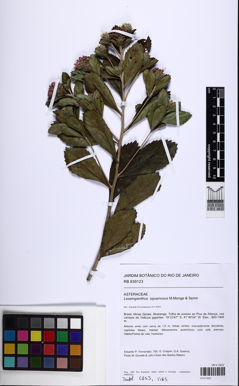 Lessingianthus squamosus photo 3