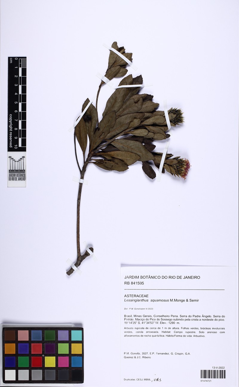 Lessingianthus squamosus photo 4