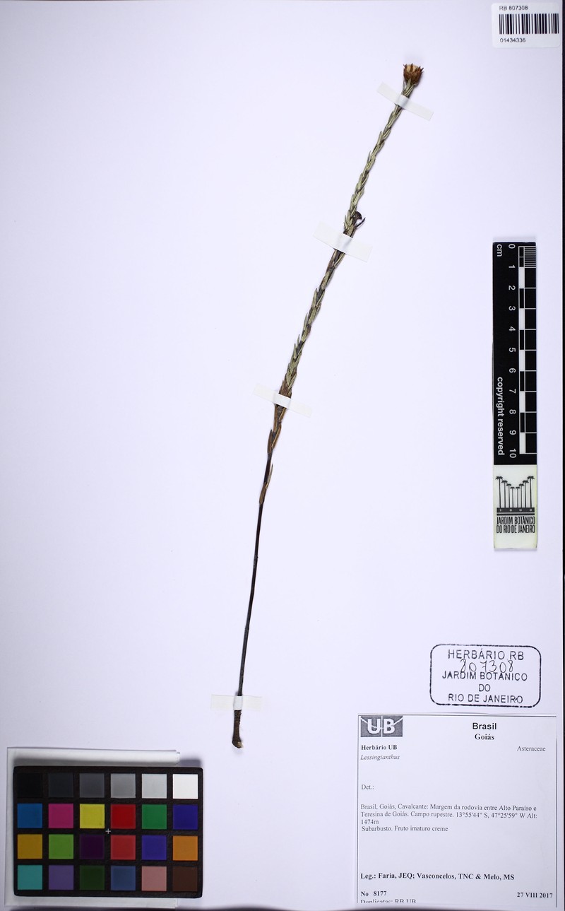 Lessingianthus stoechas
