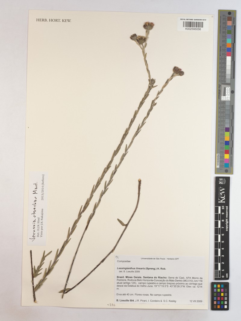 Lessingianthus stoechas photo 2