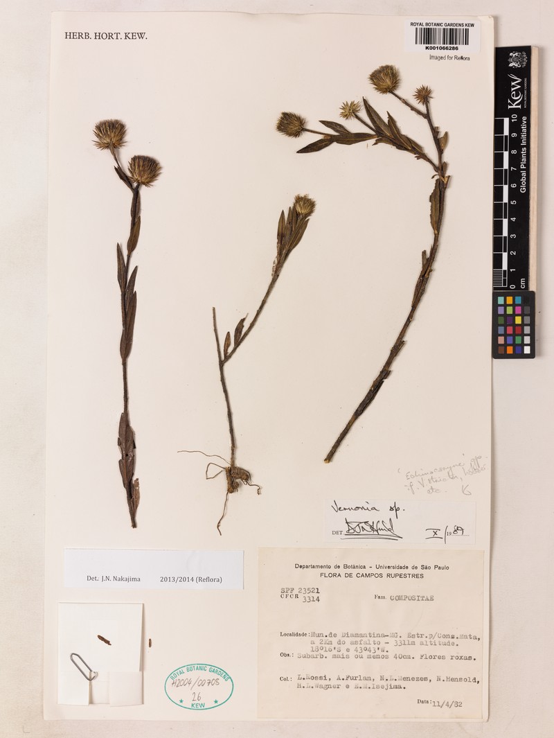 Lessingianthus subcarduoides