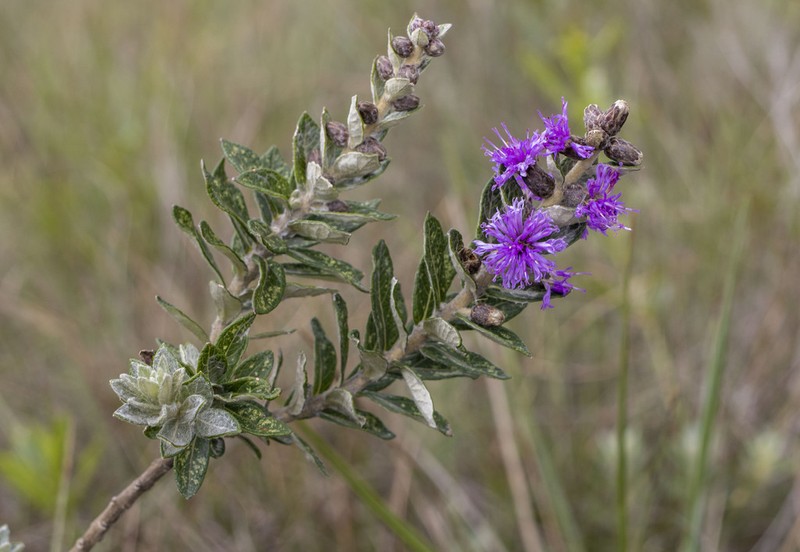 Lessingianthus tomentellus